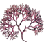 Alga Carragenina
