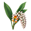 Alpinia zerumbet