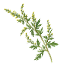 Artemisia