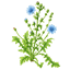 Cicoria