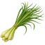 Citronella
