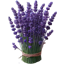 Lavanda