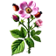 Rosa canina