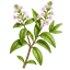 Verbena odorosa